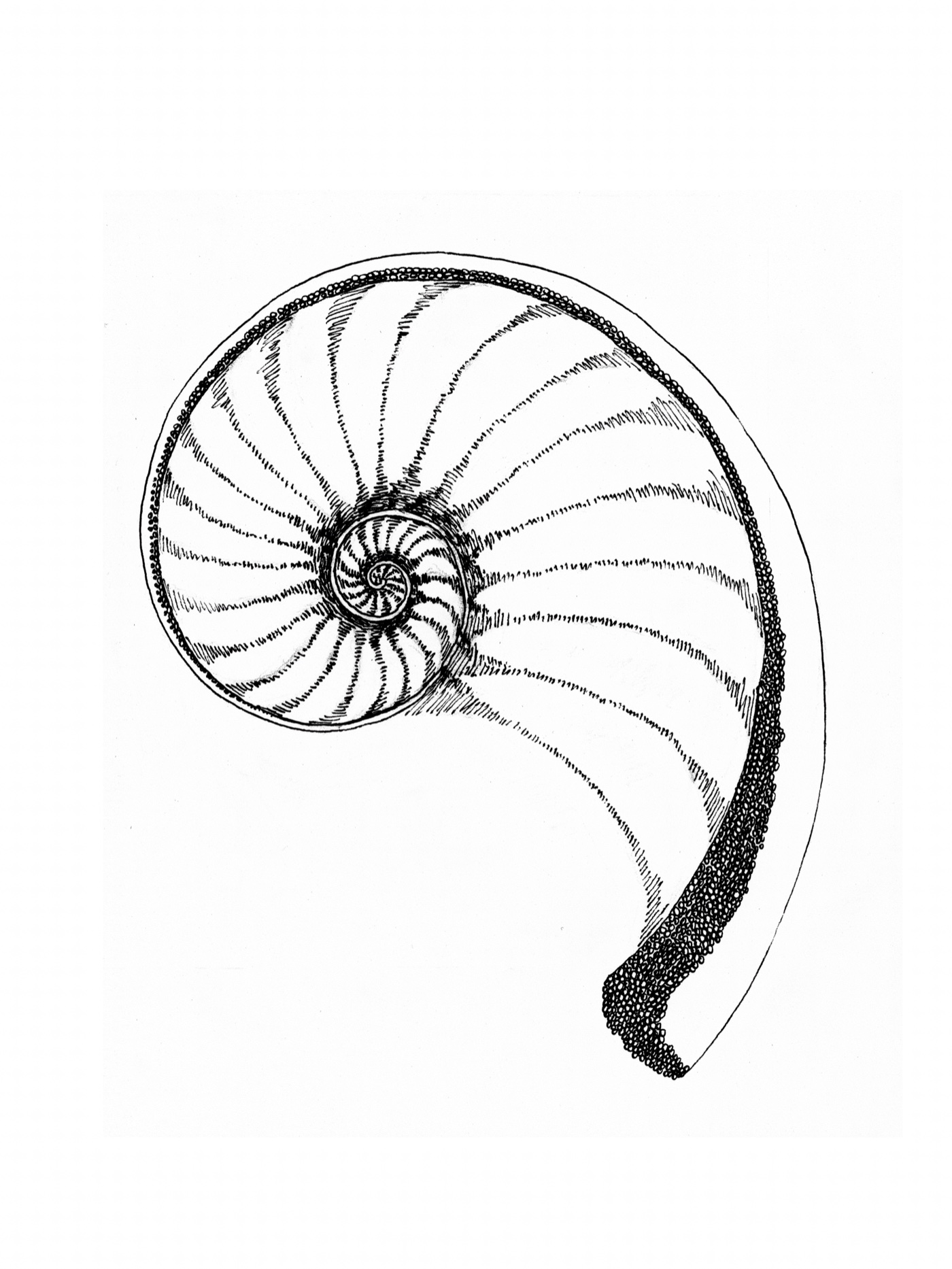 Spiral, a pen drawing by Max Hudson